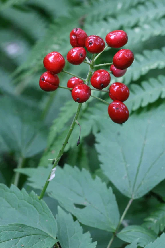 Deadly Doppelgängers: Common Toxic Plants That Look Like Edibles