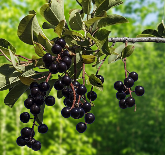 Blog Post: The Dark Jewel: Ethical Harvesting and Timeless Traditions of the Chokecherry