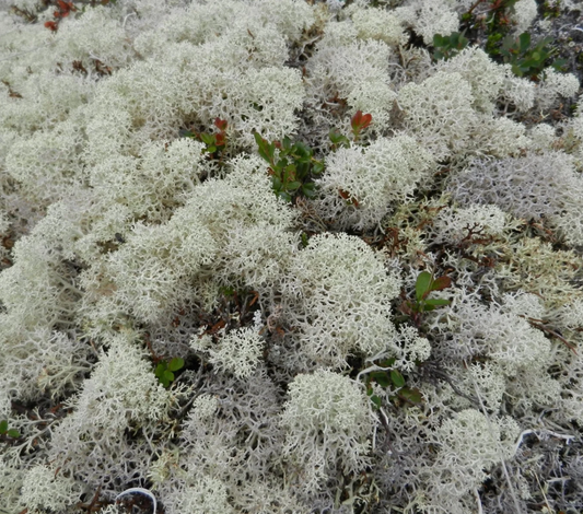 Please Donât Buy the Reindeer Moss: How Craft Trends Threaten Caribou Survival