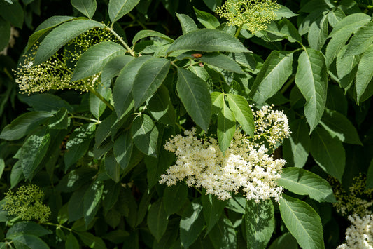 The Ethics of Elderflower Harvesting: Why I Never Pick Wild Elderflowers for Profit