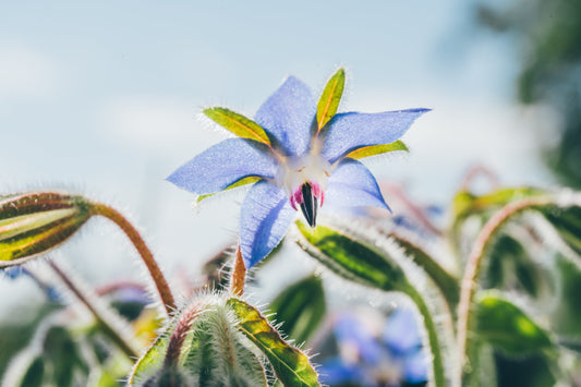 From Field to Table: The Many Wonders of Wild Borage