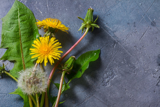 The Mighty Dandelion: 5+ DIY Recipes to Try This June