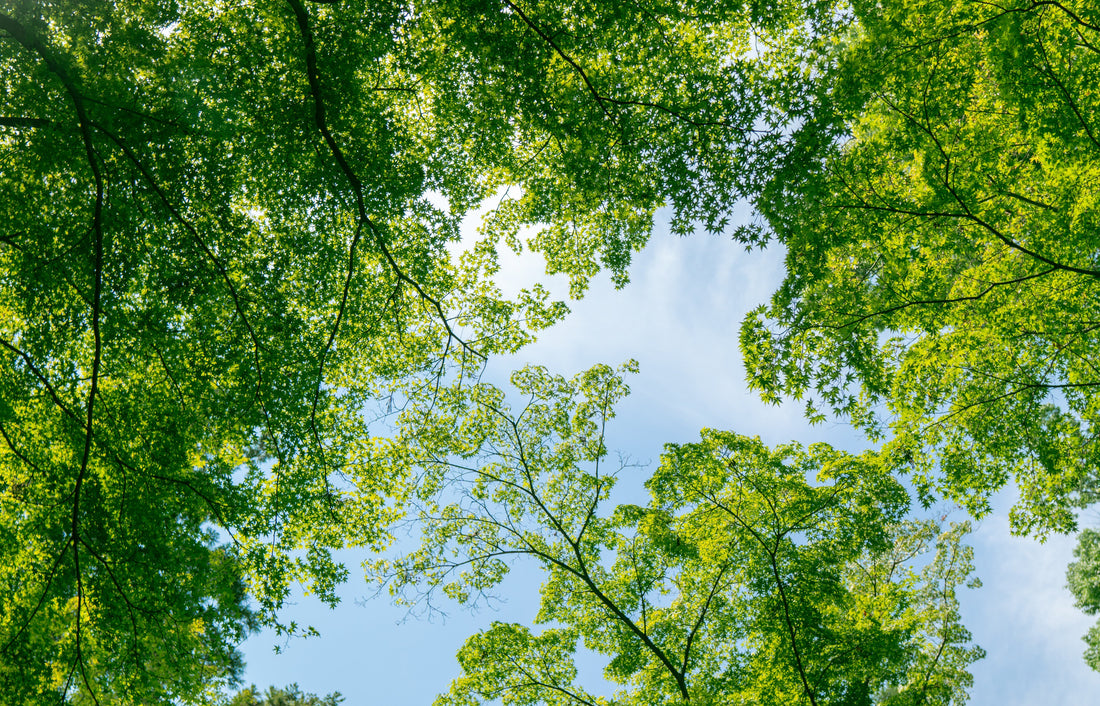 The Glade and Everything that Lived There