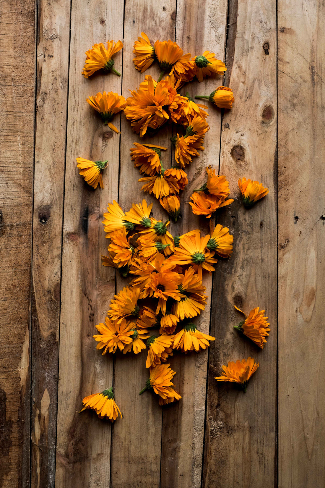 Calendula: A Healer’s Ally for Gut Restoration After Antibiotics