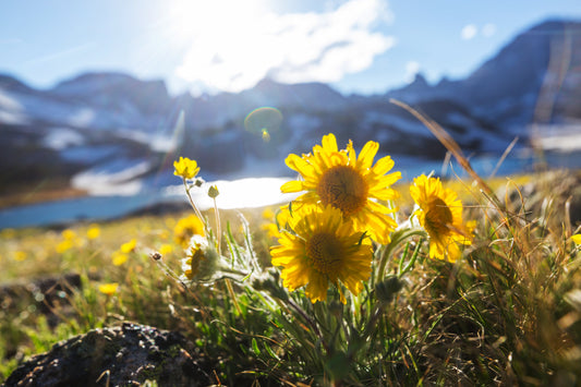 The Therapeutic Benefits of Wild Arnica: A Forager’s Guide to Harvesting and Using This Powerful Herb