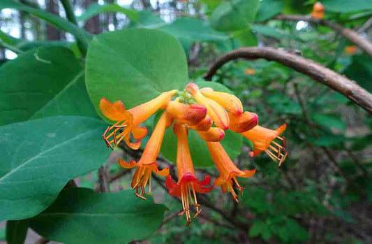 Native Honeysuckle in Canada: A Beneficial Beauty