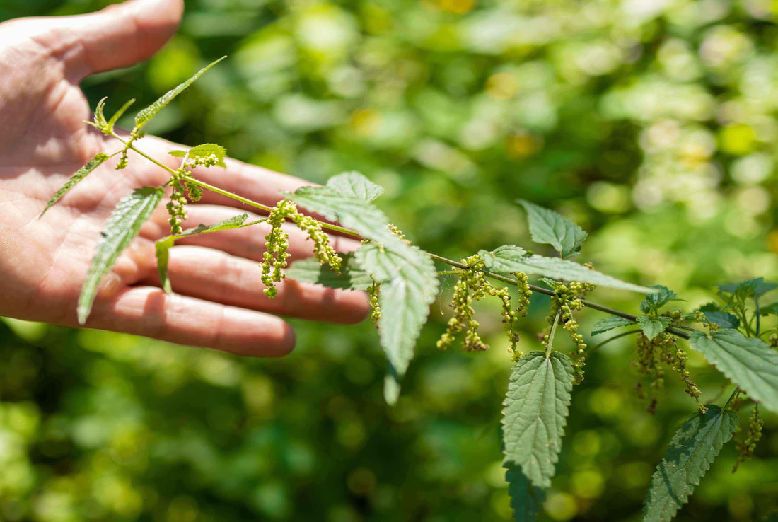 Wild Stinging Nettle: A Wild Superfood for Energy, Minerals, and Vitality