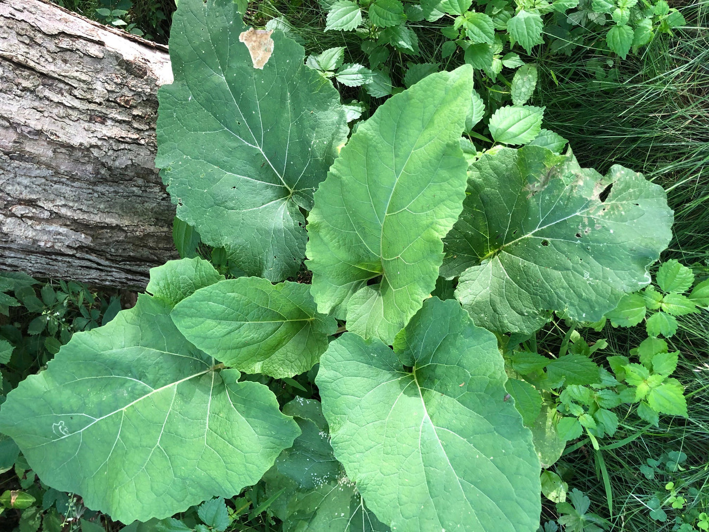 Wild Burdock Usage Guide