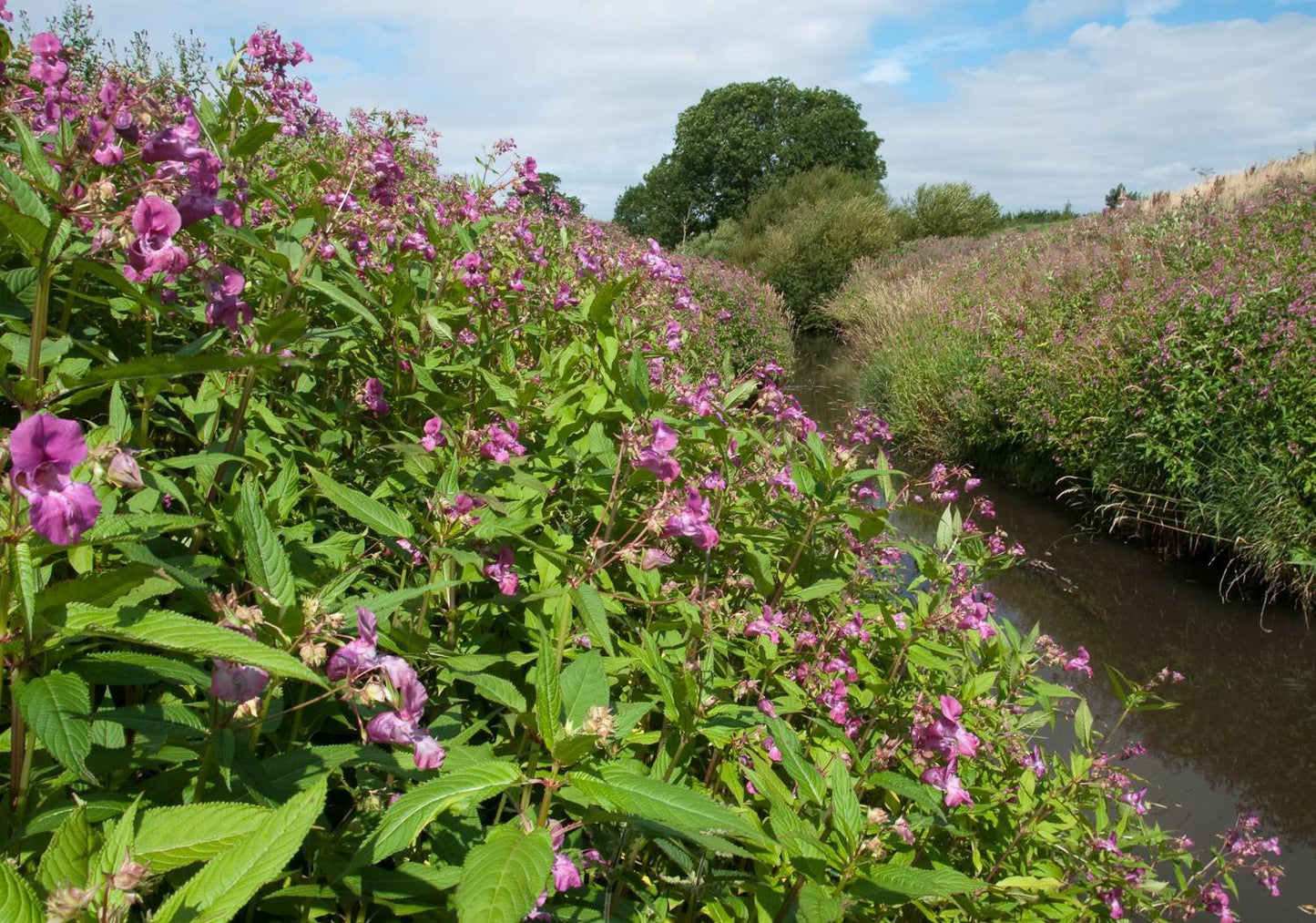 Invasive Species Foraging Guide- Canada