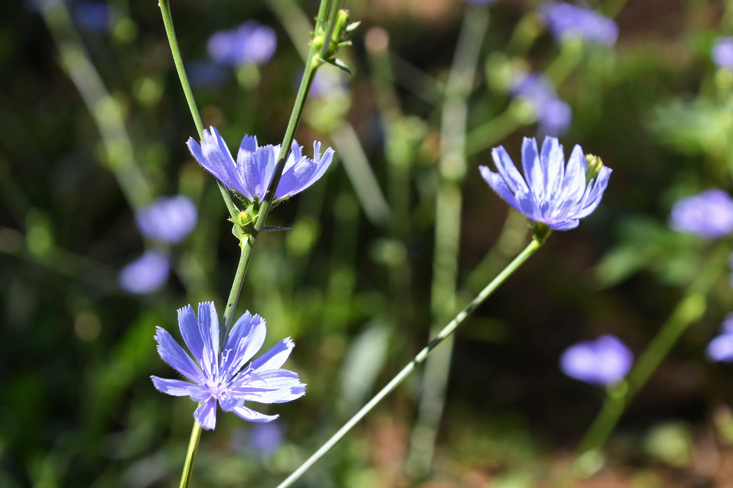 The Comprehensive Forager's Guide to Wild Chicory (Cichorium intybus) in Canada
