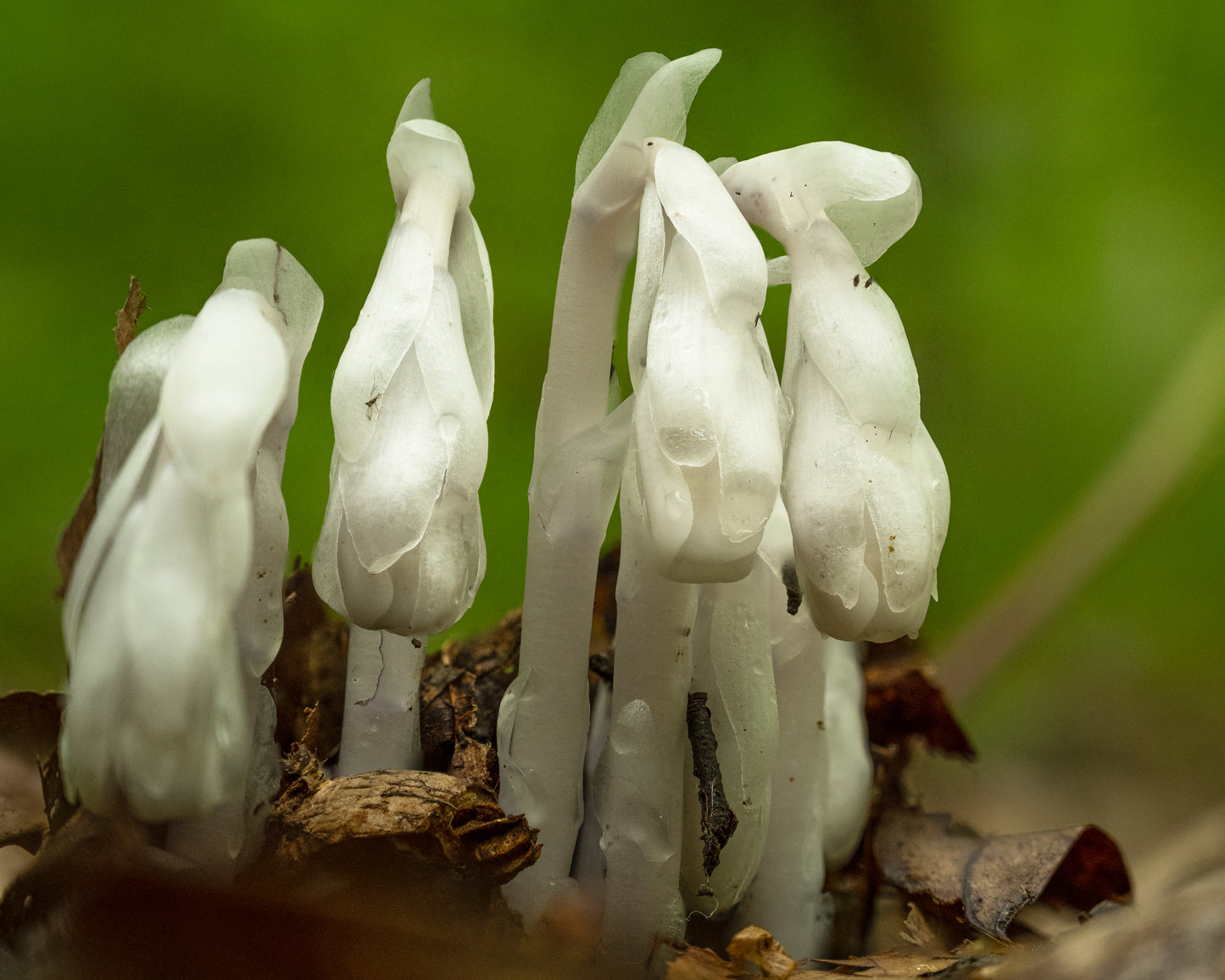 Ghost Pipe: A Complete Foraging & Usage Companion