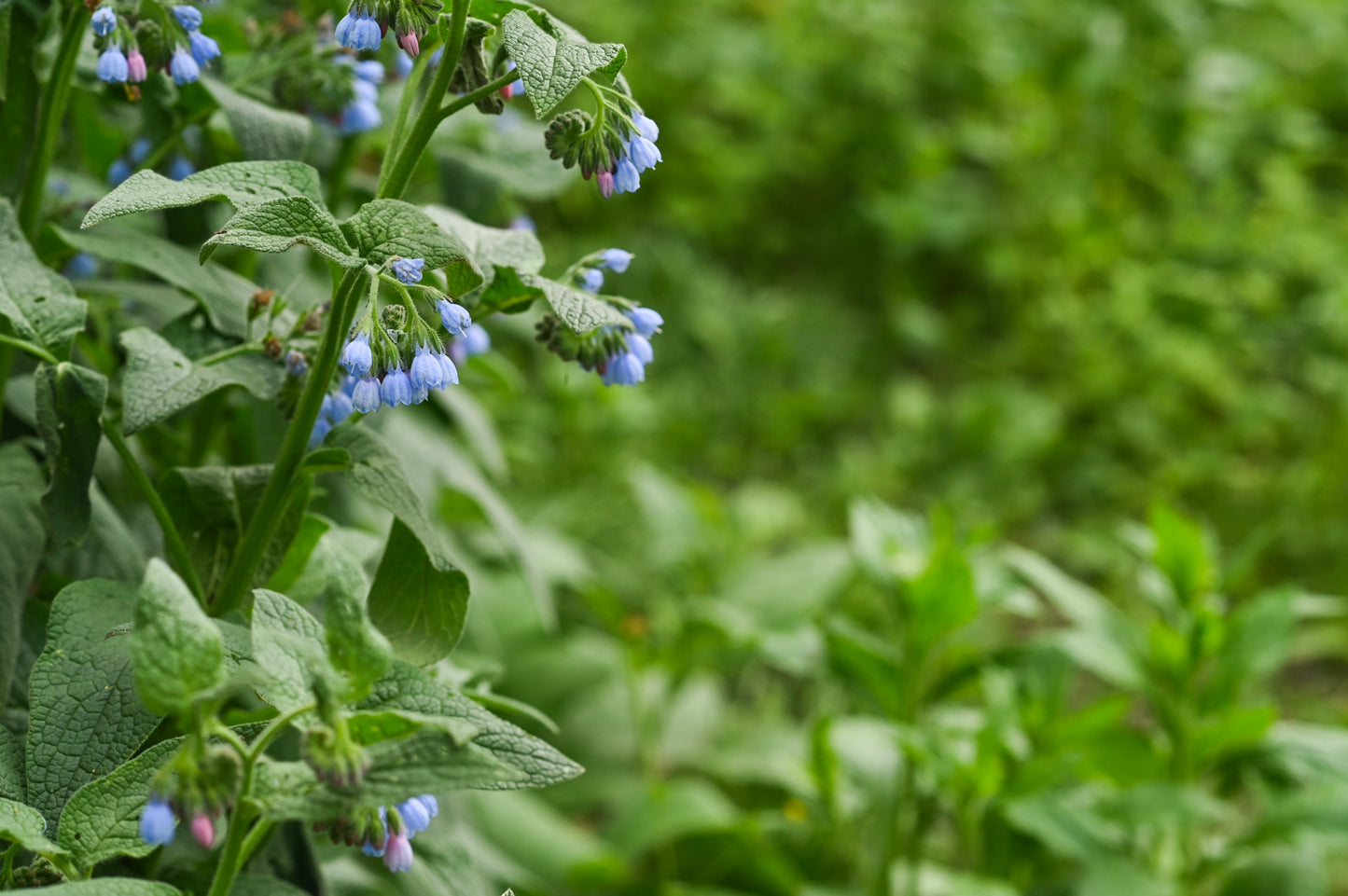 Comfrey: A Complete Foraging & Usage Guide