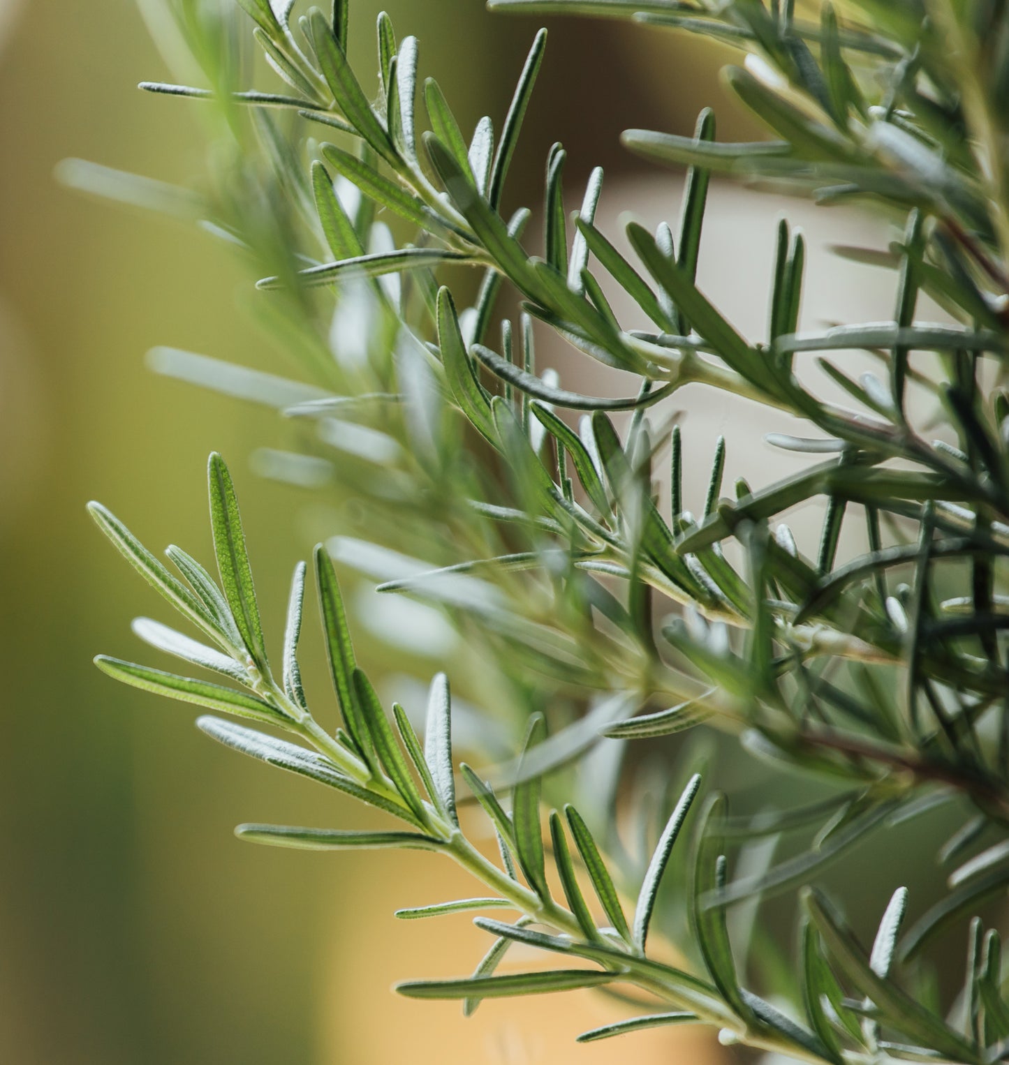 Pure Grass-Fed Canadian Tallow Balm – 1 or 2 Ingredients