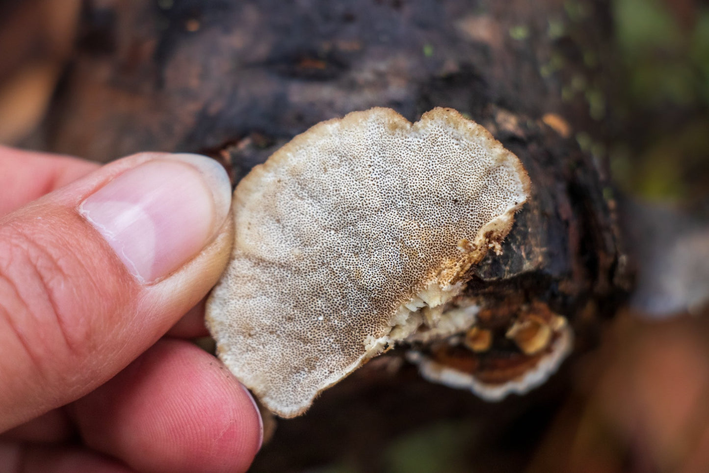 Nectar & Nourish: A Wildcrafted Subscription - Kootenay Woman