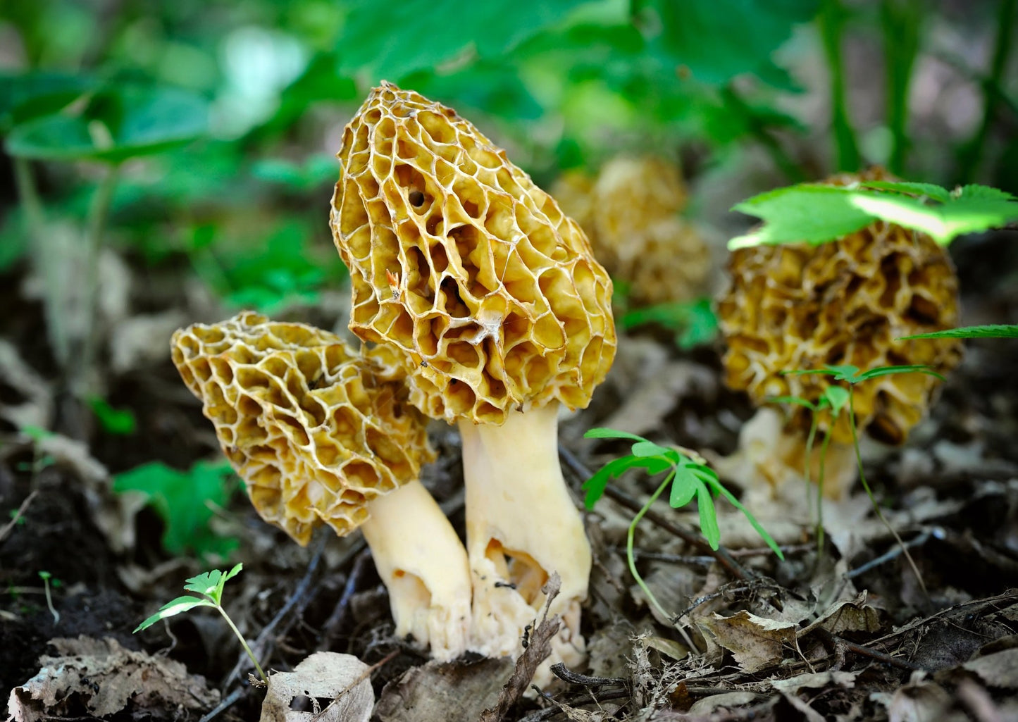 Spring Mushrooms of British Columbia: A Foraging Guide to Morels, Oysters, and Spring Kings - Kootenay Woman