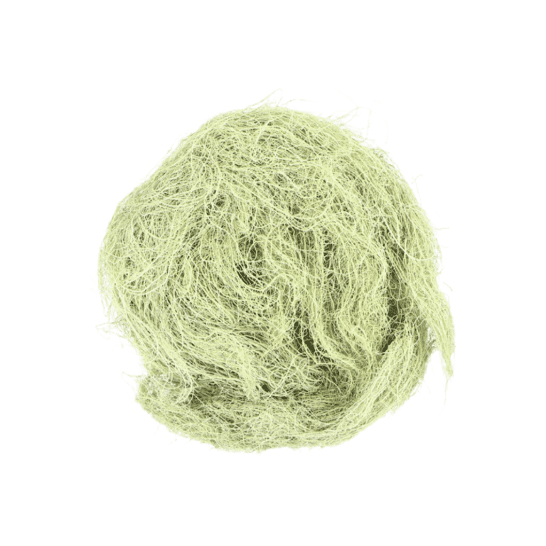 Usnea Barbarata (Old Man’s Beard) - Kootenay Woman