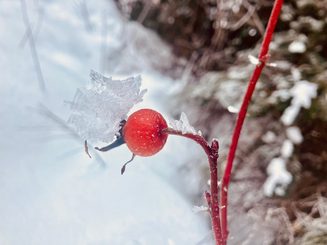 Why Rosehips Shine Brightest in the Cold