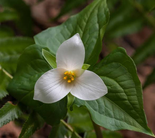 At-Risk & Restored Plants in BC: What Foragers Should Protect- And Which Ones Are NEVER For Picking). - Kootenay Woman