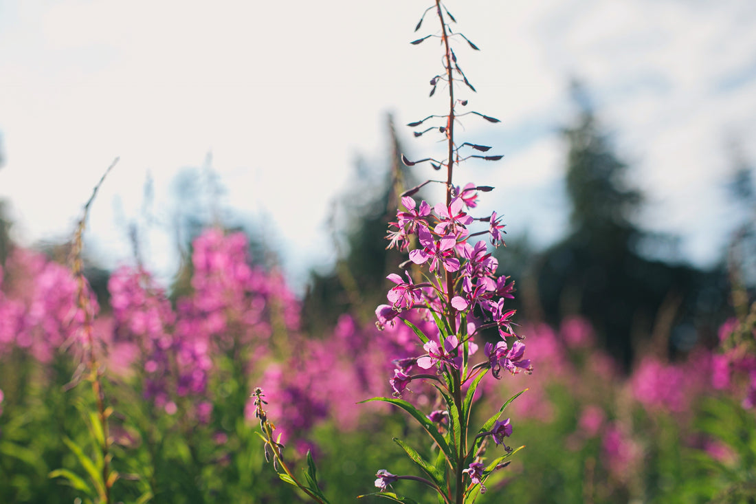 The Pink Torch: Celebrating Canada's Resilient Fireweed