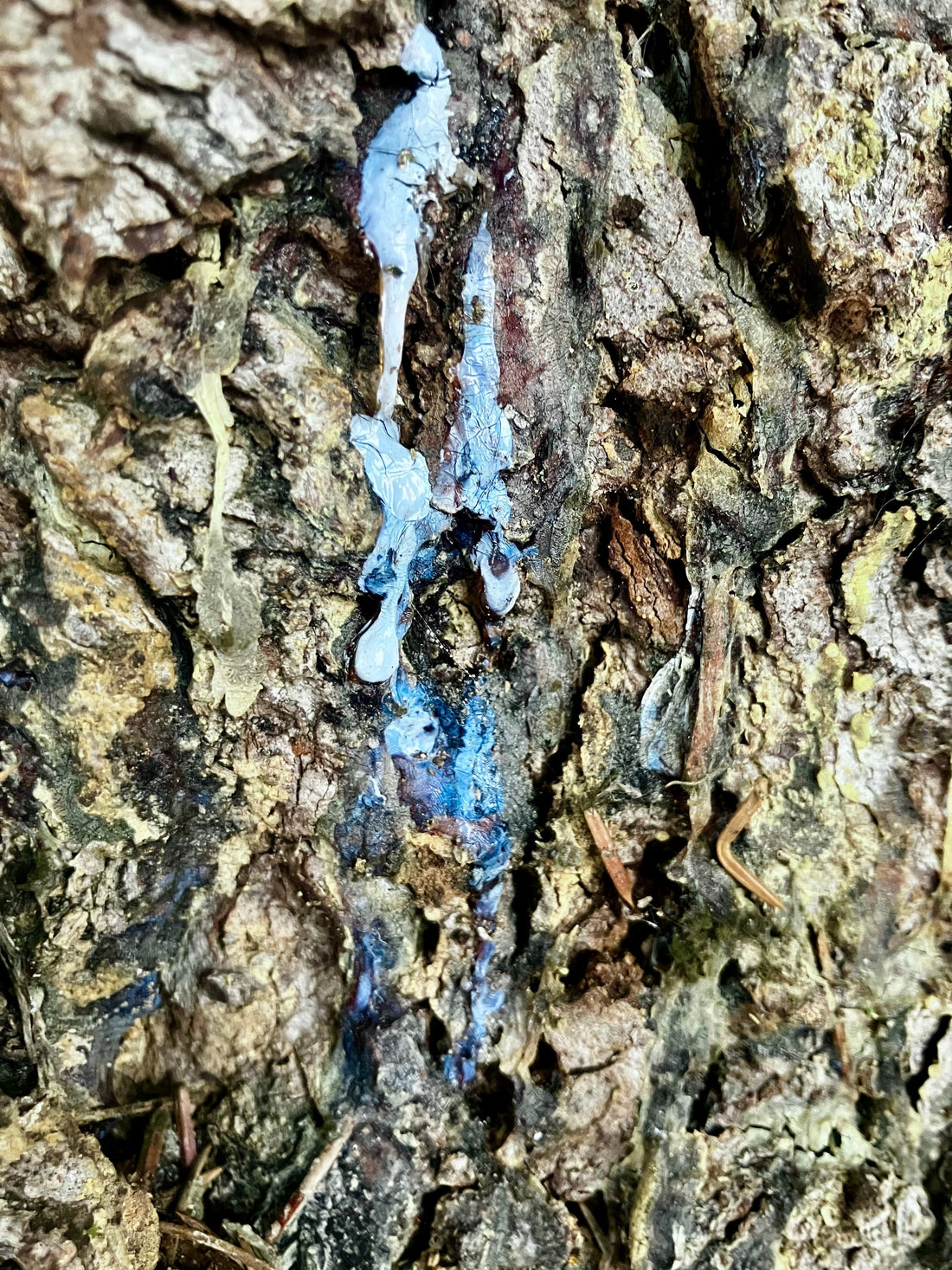 Beyond the Amber: The Curious Case of Blue Tree Sap - Kootenay Woman