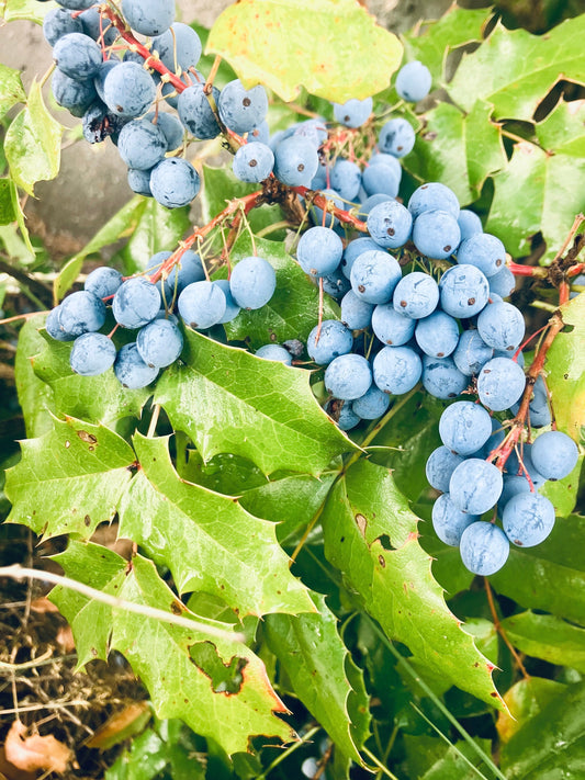 Beyond the Bitter Berry: Honouring and Using Oregon Grape's Unprecedented Bounty - Kootenay Woman