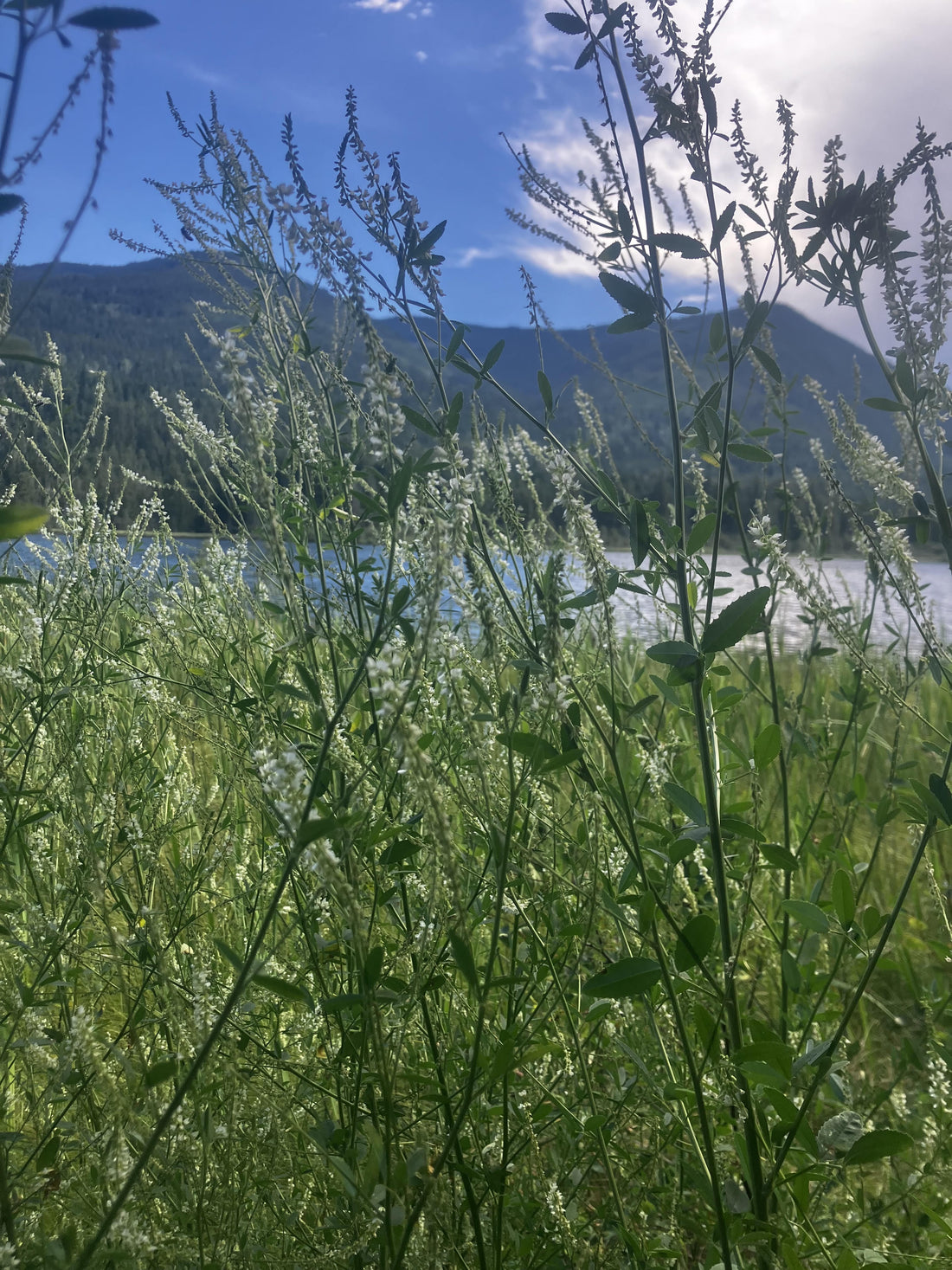 Boreal Vanilla: The Wild World of White Sweet Clover in the Kootenays - Kootenay Woman