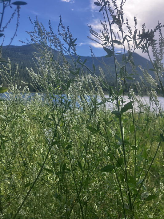 Boreal Vanilla: The Wild World of White Sweet Clover in the Kootenays - Kootenay Woman