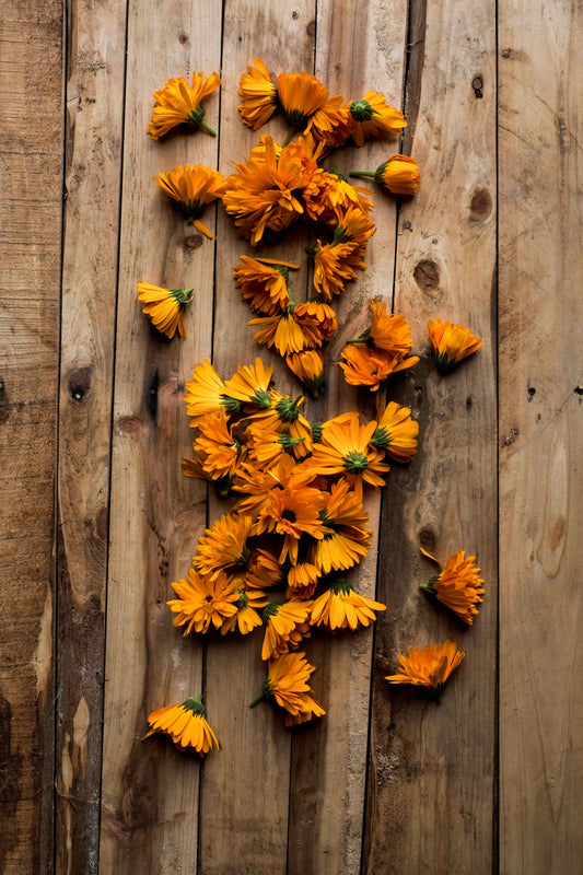 Calendula: A Healer’s Ally for Gut Restoration After Antibiotics - Kootenay Woman