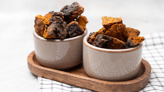 The Science Behind Chaga Mushroom: How It Soothes the Immune System and Shields the Body from Stress