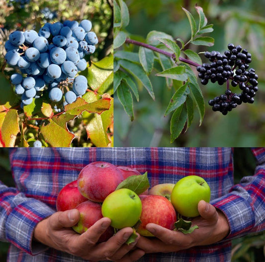 Drowning in Fruit? Your Guide to BC's Bumper Crop Harvest - Kootenay Woman