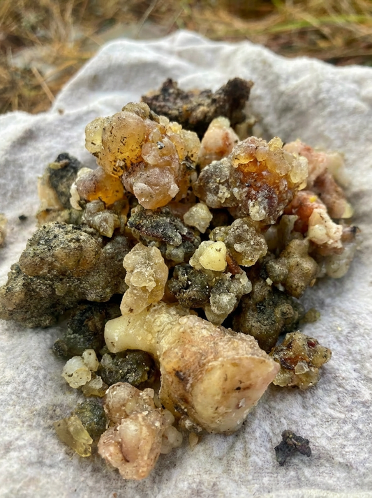 Winter's Golden Sap: A Kootenay Guide to Ethical Resin Harvest & Use