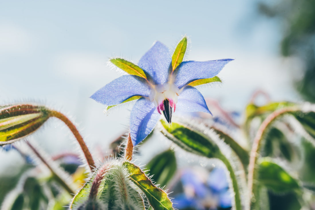 From Field to Table: The Many Wonders of Wild Borage - Kootenay Woman