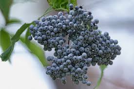 The Humble Elderberry: How it can transform your health.