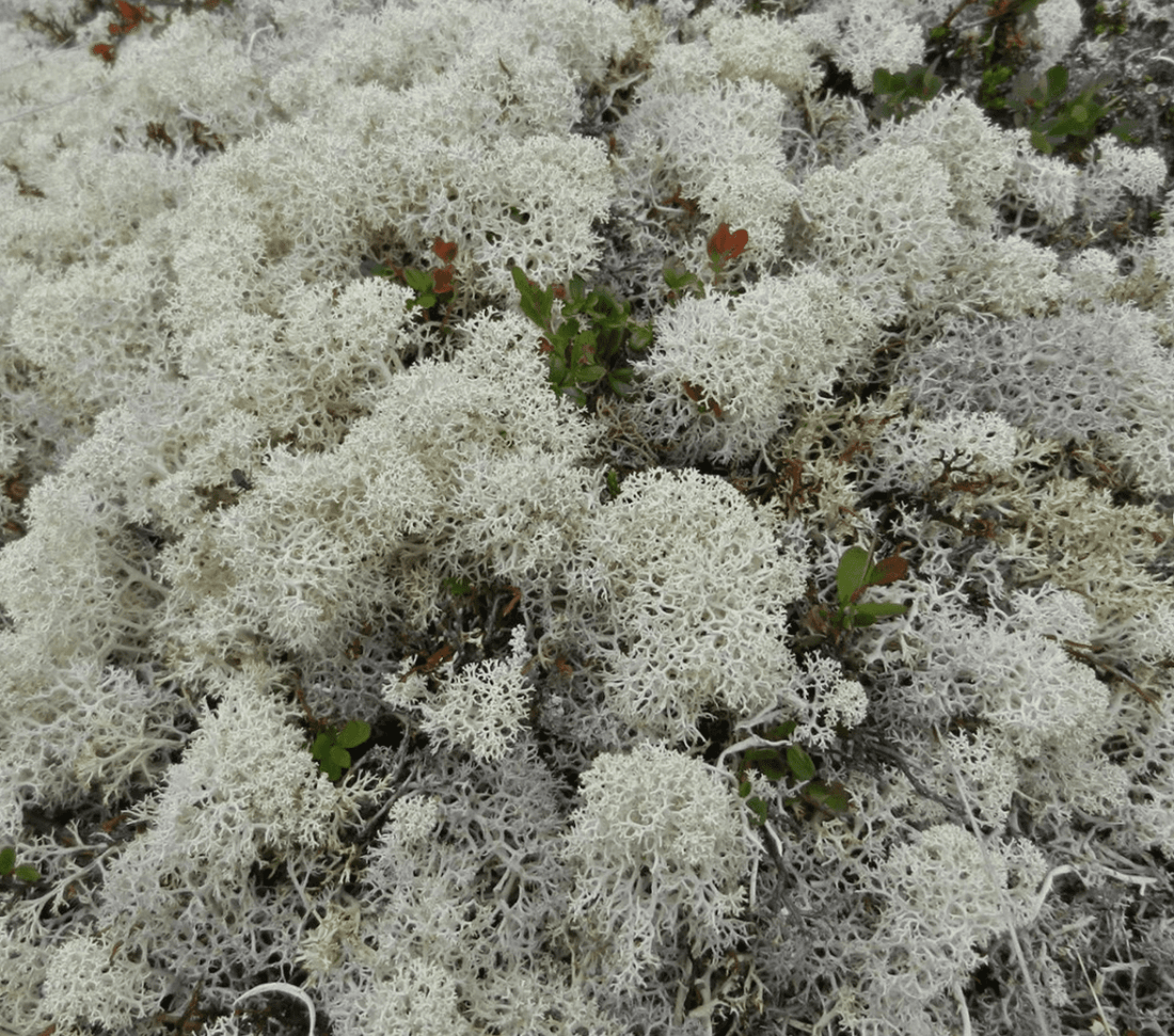 Please Don’t Buy the Reindeer Moss: How Craft Trends Threaten Caribou Survival - Kootenay Woman