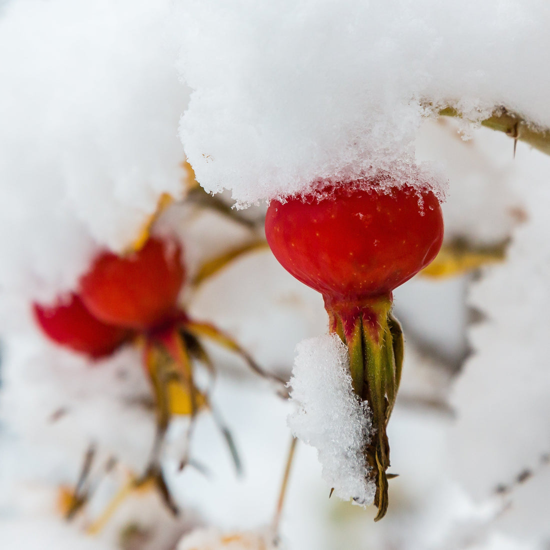 Rubies in the Forest: Foraging Rosehips in the Snow - Kootenay Woman