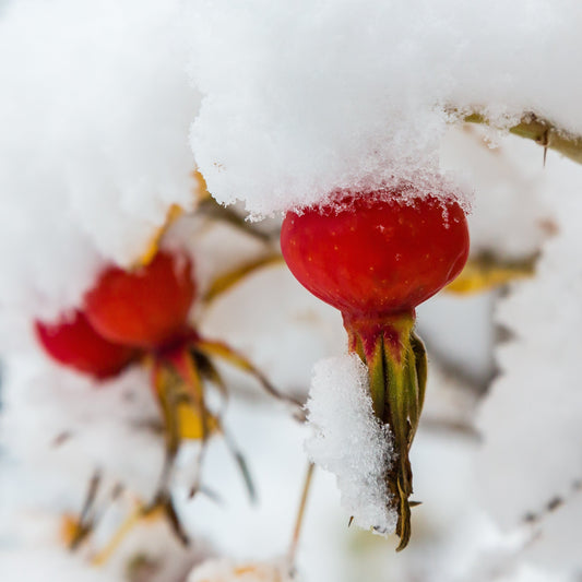 Rubies in the Forest: Foraging Rosehips in the Snow - Kootenay Woman