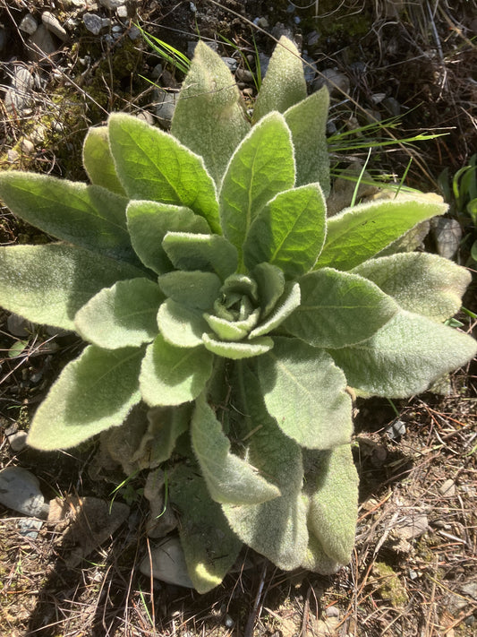 The Backyard Wildfire Smoke Remedy: How to Make a Mullein Steam Pot - Kootenay Woman