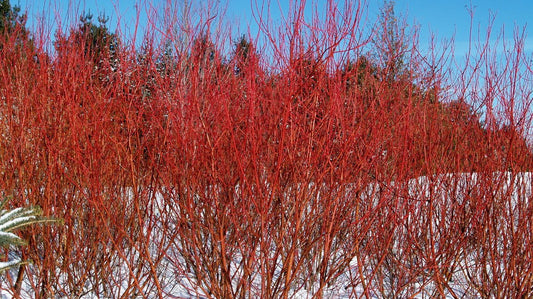 The Crimson Heart: Why the Red Osier Dogwood is the Scent of Hope - Kootenay Woman