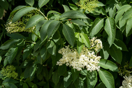 The Ethics of Elderflower Harvesting: Why I Never Pick Wild Elderflowers for Profit - Kootenay Woman