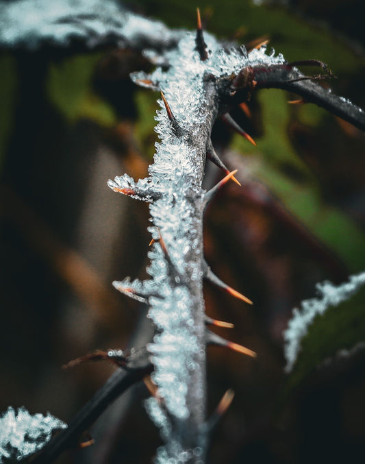 The Frozen Hand: Receiving vs. Taking in the Winter Forest - Kootenay Woman