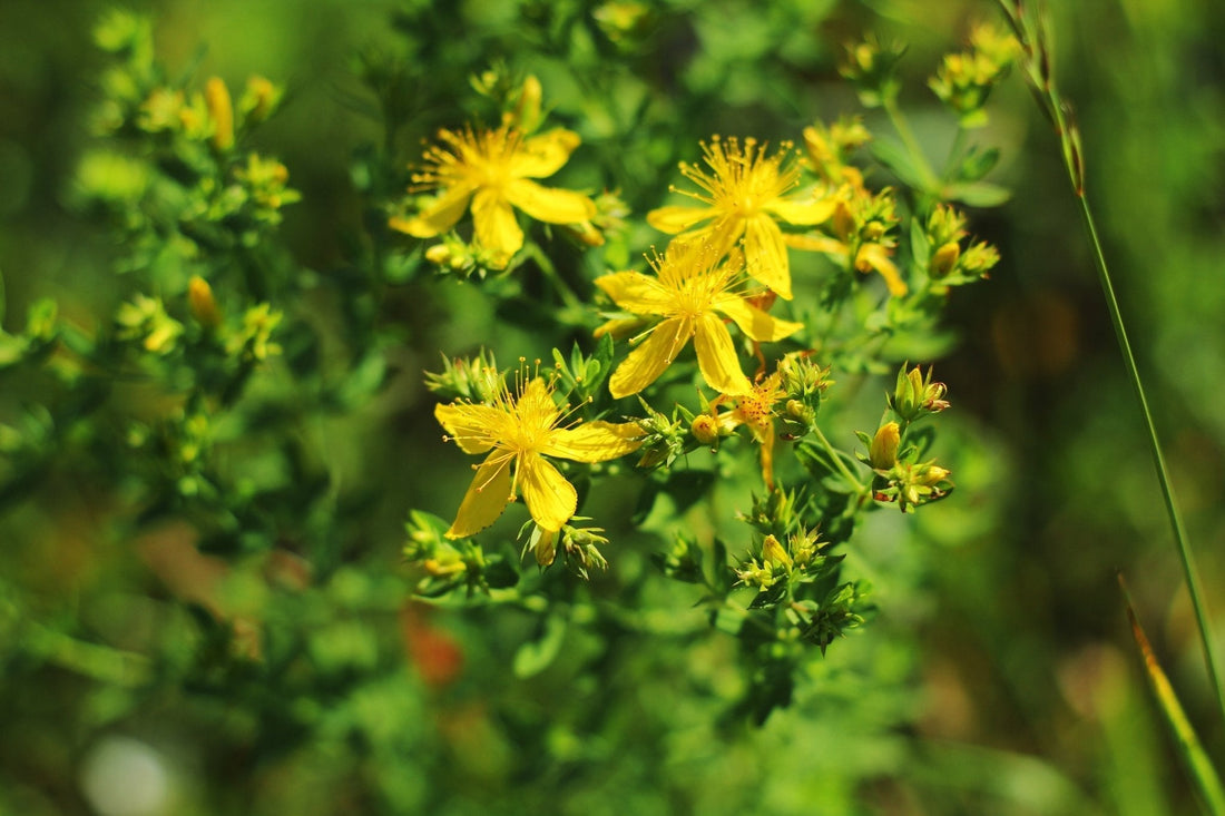 The Golden Healer: A Complete Guide to Foraging, Harvesting, and Making Your Own St. John's Wort Remedies - Kootenay Woman