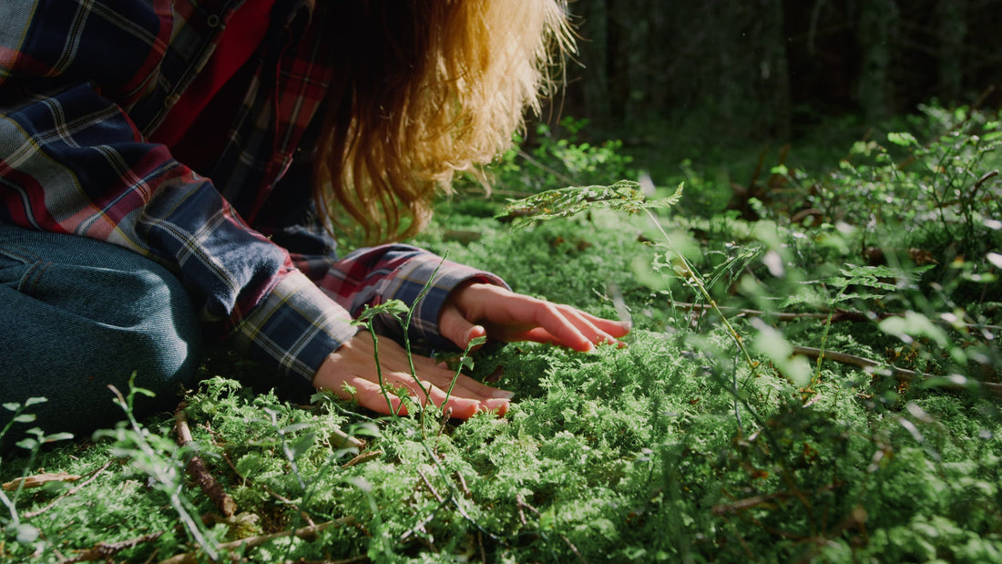 The Heart of the Harvest: An Introduction to Ethical Wildcrafting - Kootenay Woman