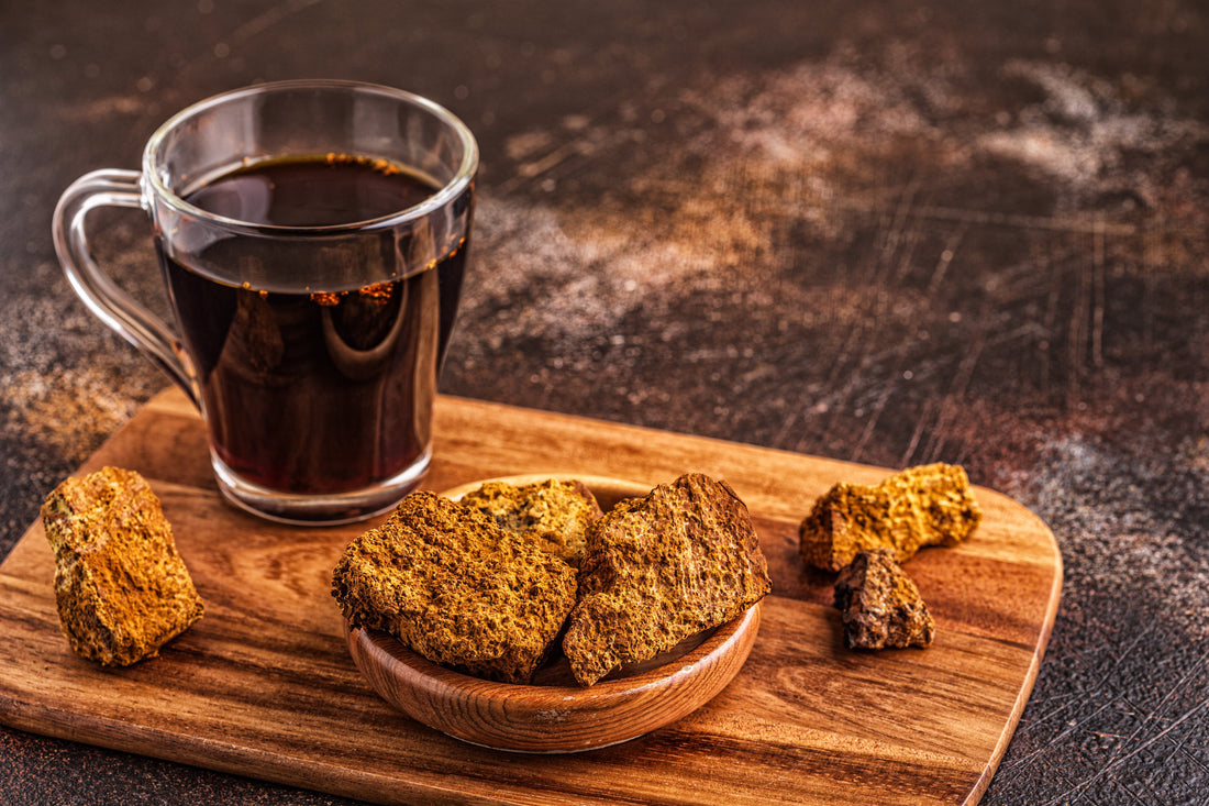 The Most Powerful Mushroom in the Forest: Chaga Mushroom - Kootenay Woman