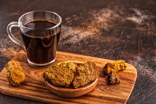 The Most Powerful Mushroom in the Forest: Chaga Mushroom - Kootenay Woman