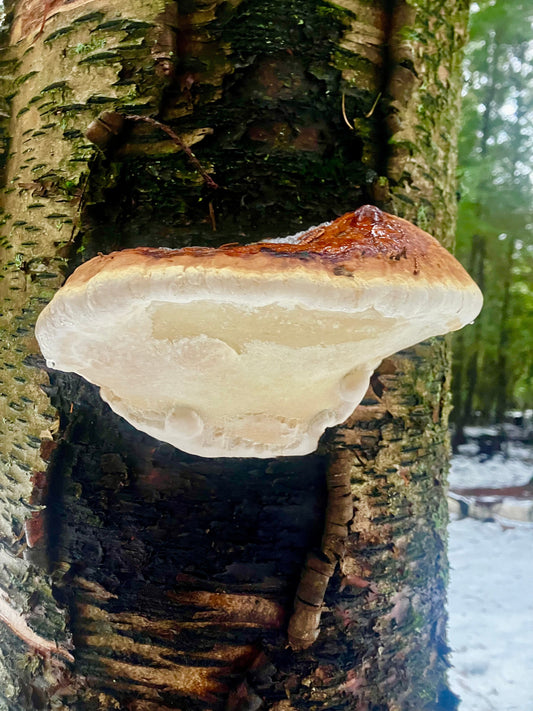 The Red-Belted Polypore: Harvesting the Ancient Alchemy of the Woods - Kootenay Woman