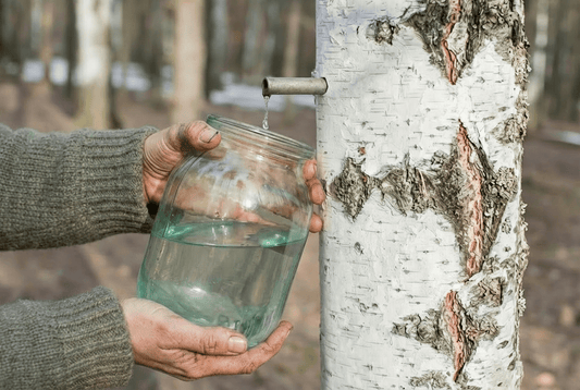 The Sap-Rising Ritual: A Guide to Drinking "Tree Water" - Kootenay Woman