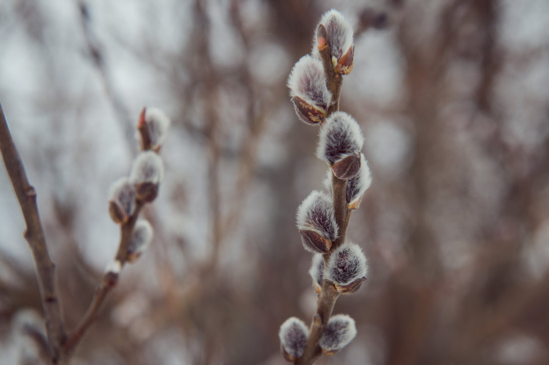 The Silver Sages: A Guide to Ethical Willow Bark Wildcrafting - Kootenay Woman