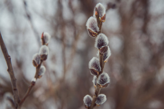 The Silver Sages: A Guide to Ethical Willow Bark Wildcrafting - Kootenay Woman