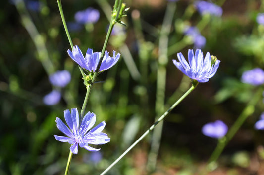 The Sky-Blue Survivor: Foraging Wild Chicory in Canada - Kootenay Woman