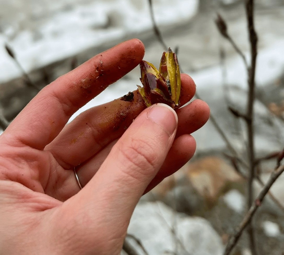 The Smell of Spring: A Love Letter to Cottonwood Buds - Kootenay Woman